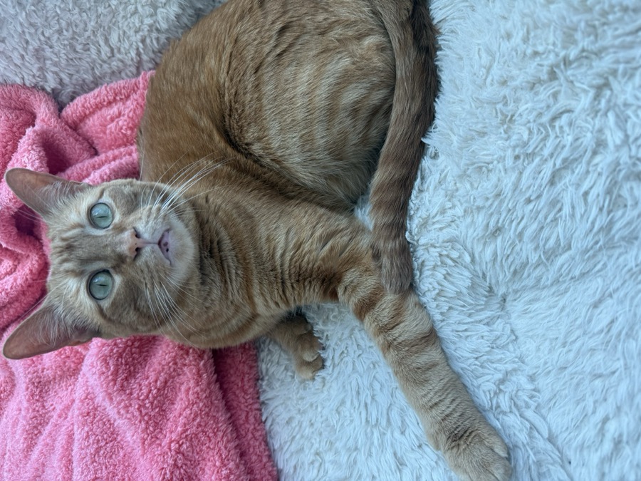 Faye, an orange tabby cat